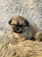 Toby, a male Shih Tzu for sale in Clifton, KS – Photo 3 of 4