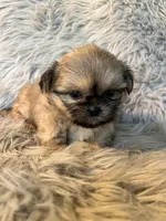 Toby, a male Shih Tzu for sale in Clifton, KS – Photo 4 of 4