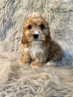 Ranger, a male Cavapoo for sale in Clifton, KS – Photo 3 of 4