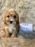 Ranger, a male Cavapoo for sale in Clifton, KS – Photo 2 of 4