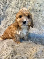 Ranger, a male Cavapoo for sale in Clifton, KS – Photo 4 of 4