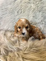 Ranger, a male Cavapoo for sale in Clifton, KS – Photo 2 of 4