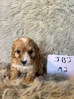 Ranger, a male Cavapoo for sale in Clifton, KS – Photo 3 of 4