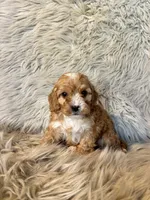 Ranger, a male Cavapoo for sale in Clifton, KS – Photo 4 of 4