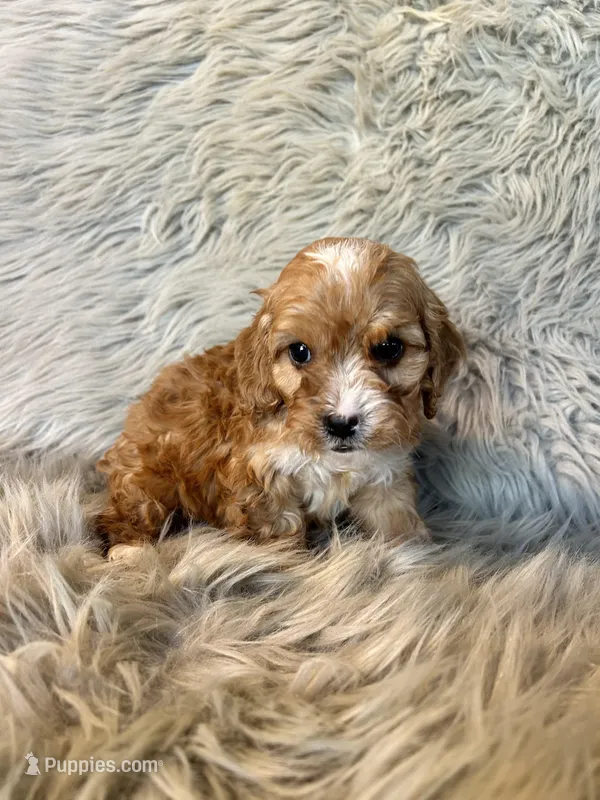 Ranger, a male Cavapoo for sale in Clifton, KS – Photo 1 of 4