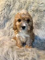 Ranger, a male Cavapoo for sale in Clifton, KS – Photo 1 of 4