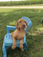 Rosie, a female Vizsla for sale in Clifton, KS – 4 of 4