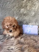 Winnie, a female Cockapoo for sale in Clifton, KS – 2 of 4