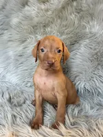 Tank, a male Vizsla for sale in Clifton, KS – 2 of 4