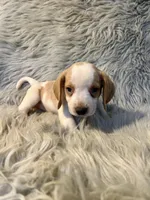 Rosie, a female Beagle for sale in Clifton, KS – 4 of 4
