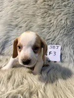 Rosie, a female Beagle for sale in Clifton, KS – 2 of 4