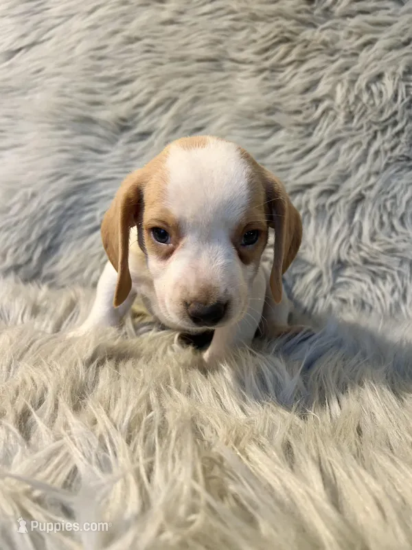 Rosie – Beagle puppy for sale in Clifton, KS