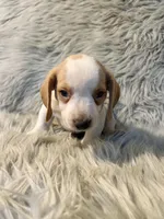 Rosie, a female Beagle for sale in Clifton, KS – 1 of 4