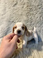 Rosie, a female Beagle for sale in Clifton, KS – 3 of 4