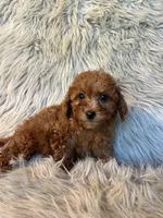 Misty, a female Cavapoo for sale in Clifton, KS – Photo 4 of 4