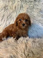 Misty, a female Cavapoo for sale in Clifton, KS – Photo 3 of 4