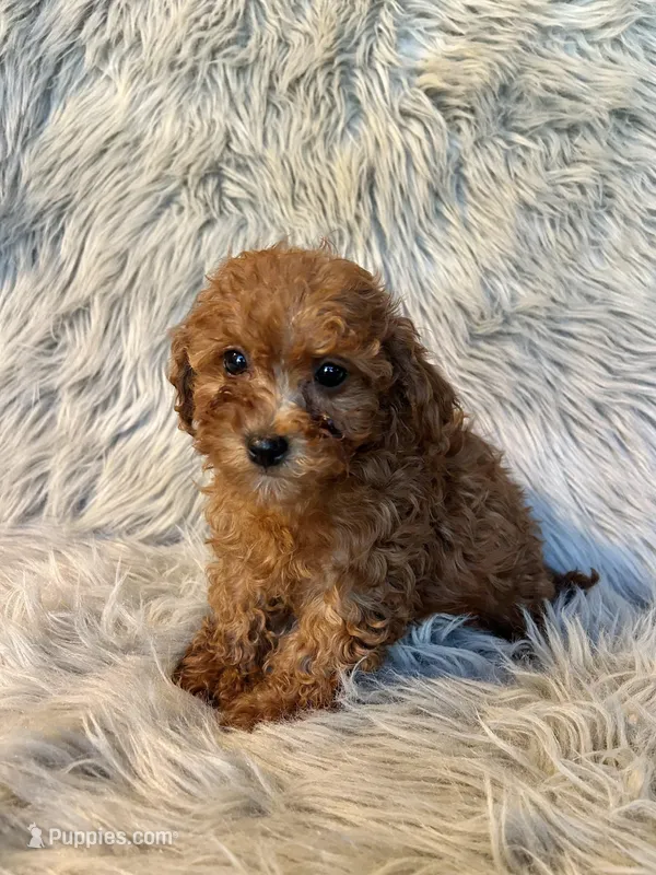 Misty – Cavapoo puppy for sale in Clifton, KS