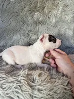 Bella, a female Miniature Bull Terrier for sale in Clifton, KS – 2 of 4