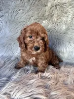 Max, a male Cockapoo for sale in Clifton, KS – 1 of 4