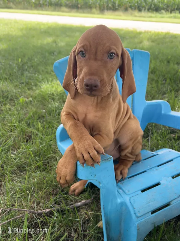 Ace – Vizsla puppy for sale in Clifton, KS