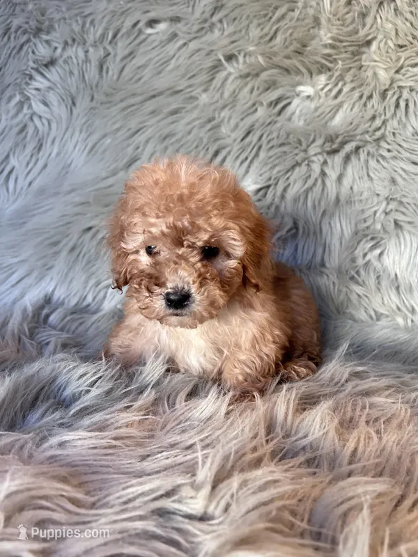 Winnie – Cockapoo puppy for sale in Clifton, KS