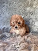 Winnie, a female Cockapoo for sale in Clifton, KS – 1 of 4