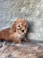 Winnie, a female Cockapoo for sale in Clifton, KS – 3 of 4