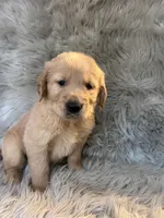 Buddy, a male Golden Retriever for sale in Clifton, KS – 3 of 4