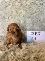 Lucy, a female Cavapoo for sale in Clifton, KS – Photo 2 of 4