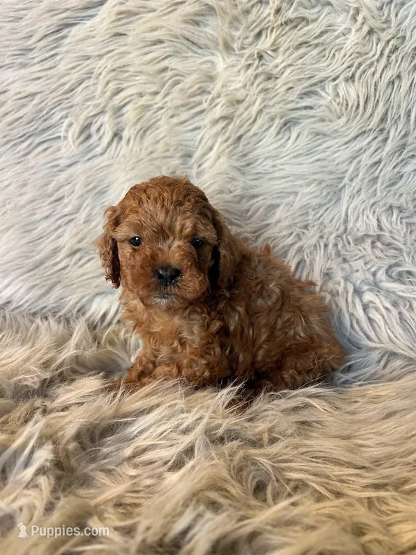 Lucy, a female Cavapoo for sale in Clifton, KS – Photo 1 of 4