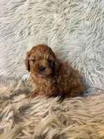 Lucy, a female Cavapoo for sale in Clifton, KS – Photo 1 of 4