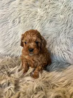 Lucy, a female Cavapoo for sale in Clifton, KS – Photo 3 of 4