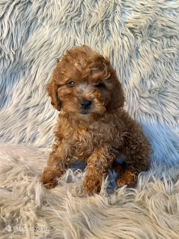Lucy – Cavapoo puppy for sale in Clifton, KS