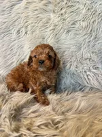 Lucy, a female Cavapoo for sale in Clifton, KS – Photo 4 of 4