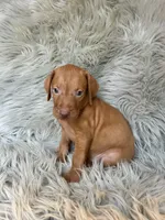 Tank, a male Vizsla for sale in Clifton, KS – 4 of 4