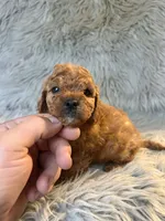 Apollo, a male Cavapoo for sale in Clifton, KS – 3 of 4