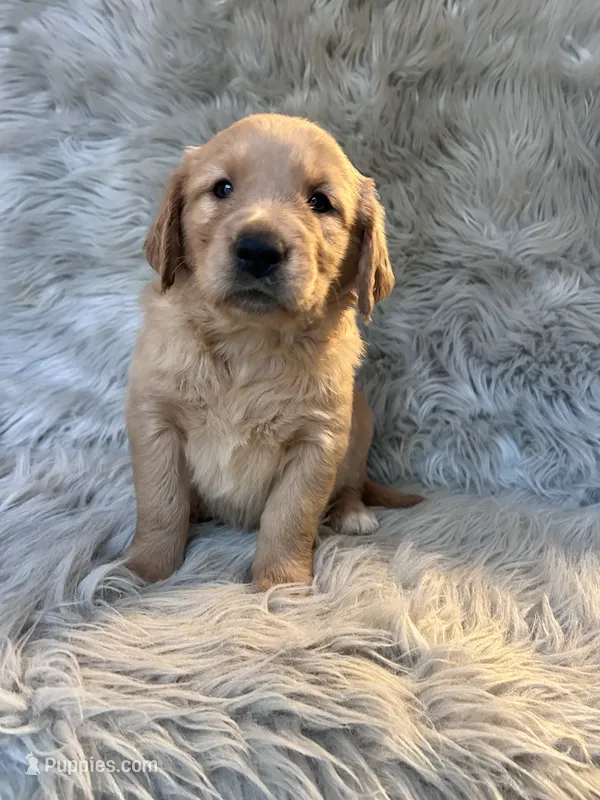 Ella – Golden Retriever puppy for sale in Clifton, KS