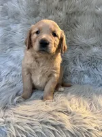 Ella, a female Golden Retriever for sale in Clifton, KS – 1 of 4