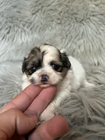 Bella, a female Shih Tzu for sale in Clifton, KS – 3 of 4