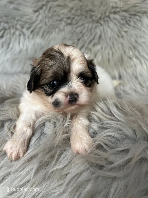 Bella – Shih Tzu puppy for sale in Clifton, KS
