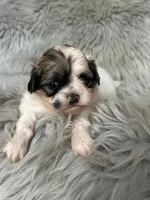 Bella, a female Shih Tzu for sale in Clifton, KS – 1 of 4