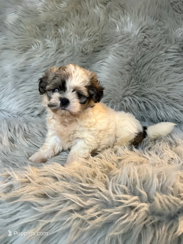 Bella – Shih Tzu puppy for sale in Clifton, KS