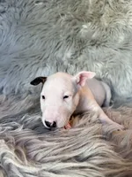 Suzie, a female Miniature Bull Terrier for sale in Clifton, KS – 3 of 4