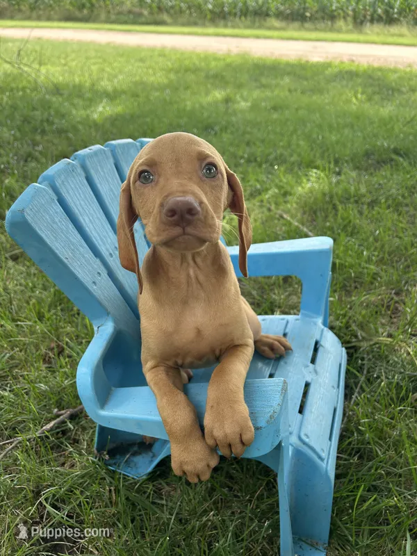 Rosie – Vizsla puppy for sale in Clifton, KS