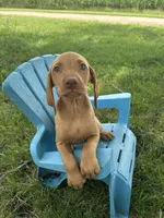 Rosie, a female Vizsla for sale in Clifton, KS – 1 of 4