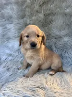 Ella, a female Golden Retriever for sale in Clifton, KS – 4 of 4
