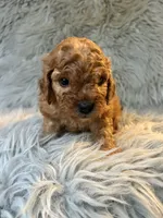 Apollo, a male Cavapoo for sale in Clifton, KS – 2 of 4