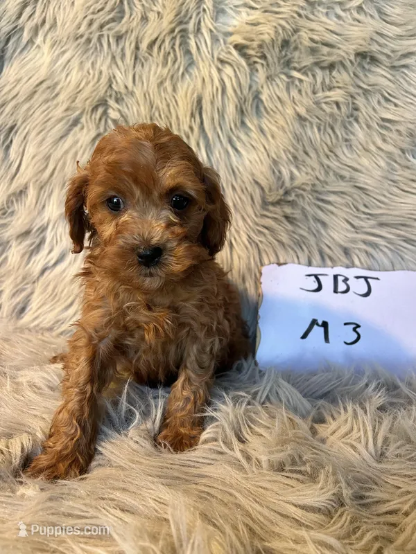 Buddy – Cavapoo puppy for sale in Clifton, KS