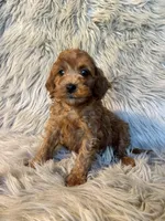 Buddy, a male Cavapoo for sale in Clifton, KS – Photo 3 of 4