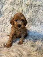 Buddy, a male Cavapoo for sale in Clifton, KS – Photo 2 of 4
